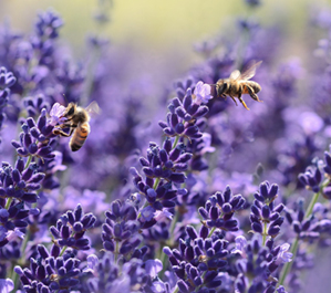 Growing Wildﬂowers to Attract Pollinators