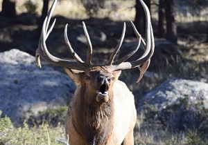 Elk Photo