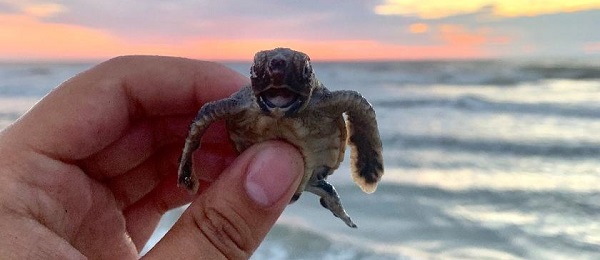 Sea Turtle Photo
