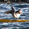 Gulf pelican